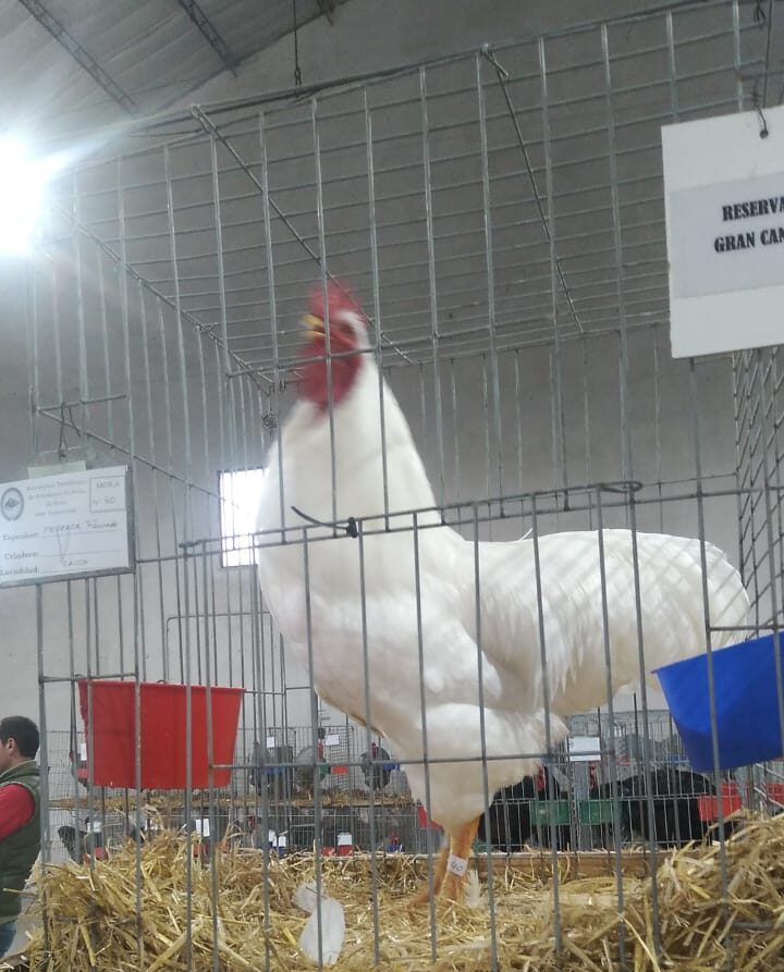AVES