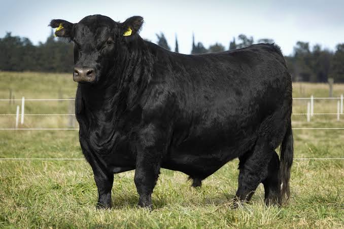 TOROS