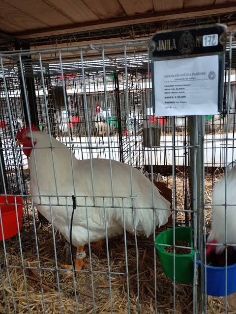 expo avicola