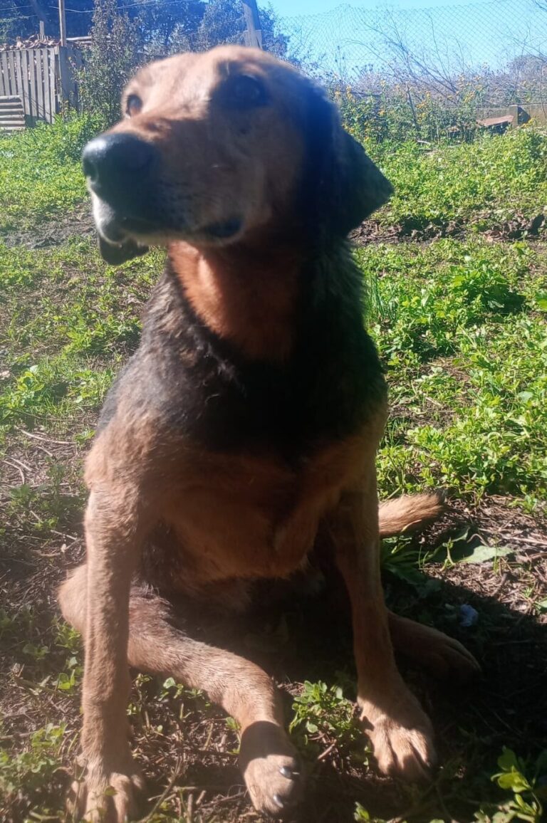 PERRITO