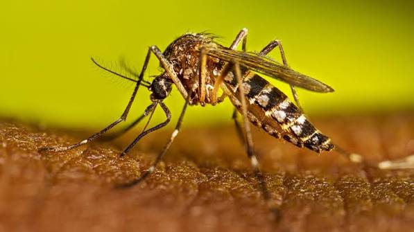 dengue mosquito